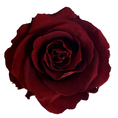 Ventajas de la decoración con rosas preservadas