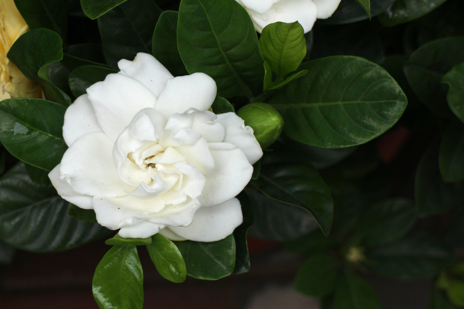 Significado de la gardenia