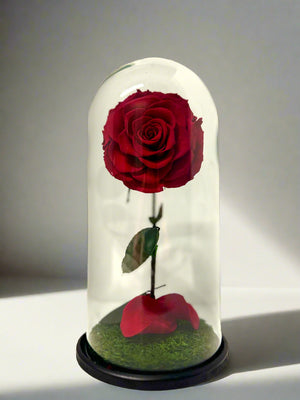 Classic Red Rose Dome